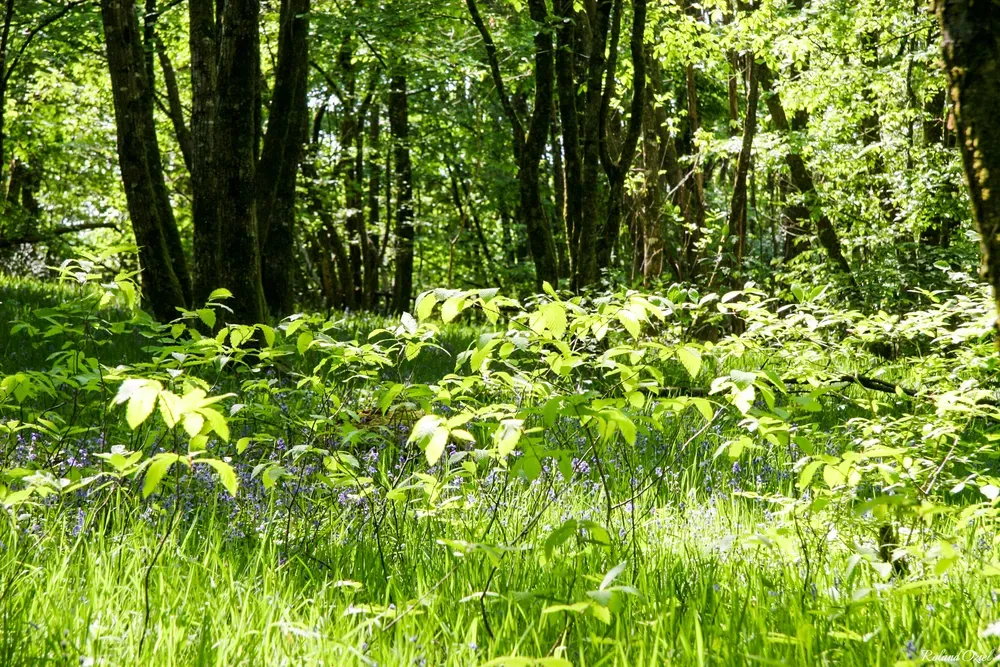 paysage de foret