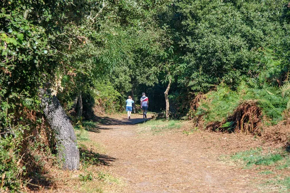 Petit ponton en bois traversant une zone humide sur un parcours de randonnée nature préservé
